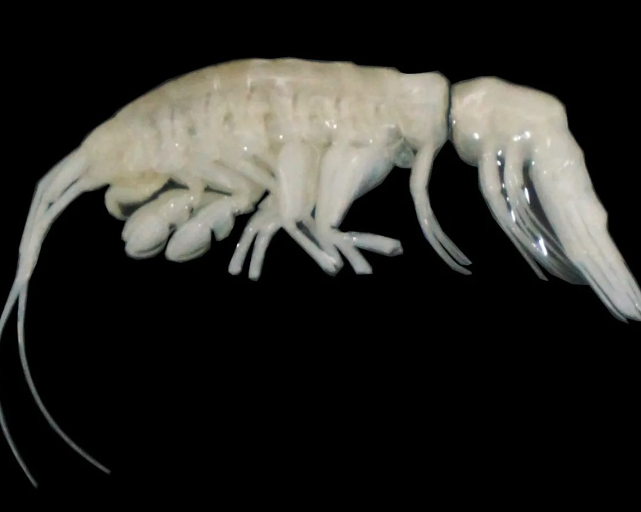 На глубине 8 000 метров в Атакамской впадине поймали безглазого хищника — первого в своём роде