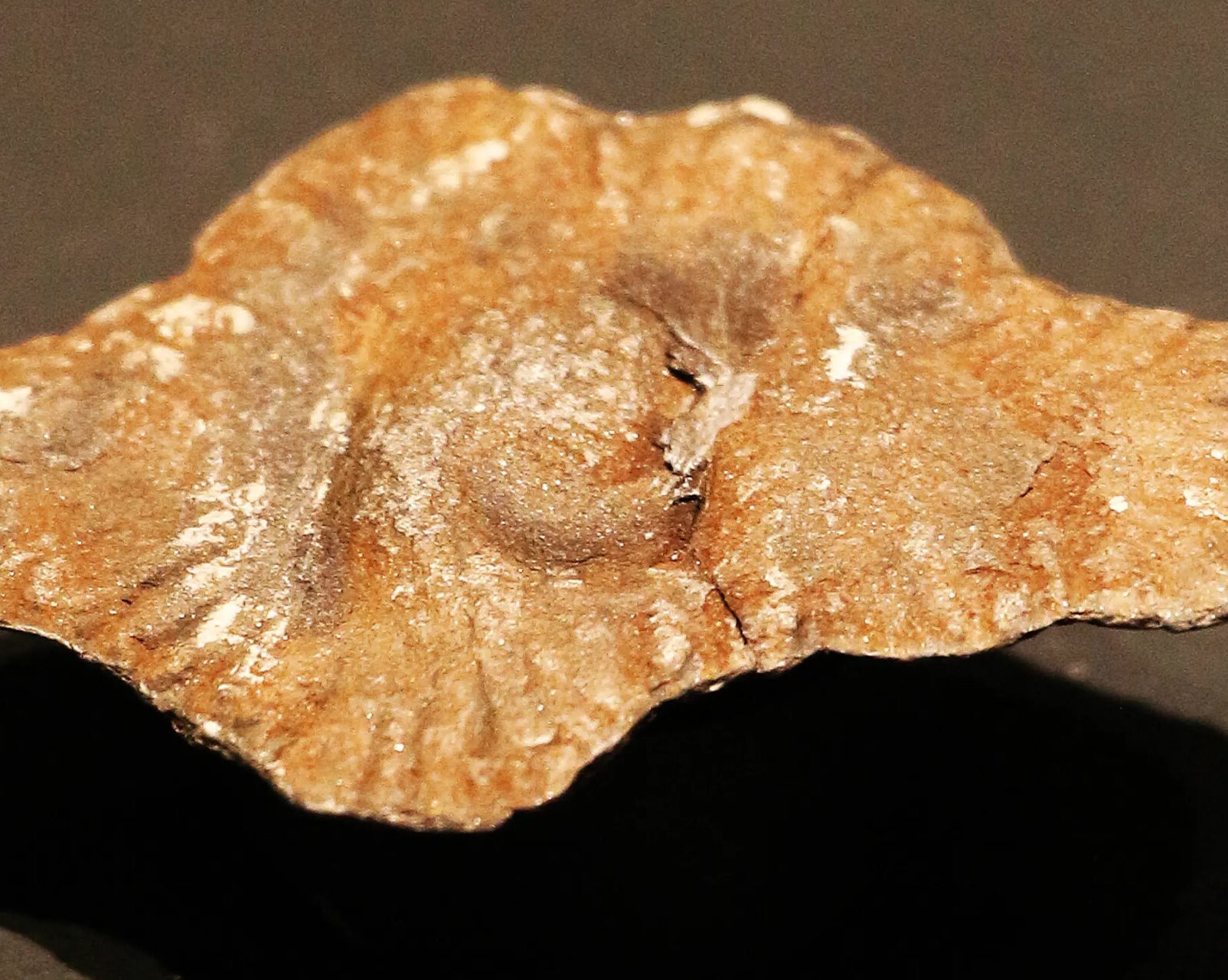 На Земле существовал оазис сложных форм жизни, когда вокруг царил хаос — 2 миллиарда лет назад