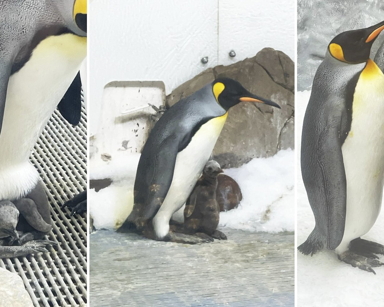 Огромный 23-килограммовый птенец королевского пингвина стал новой звездой интернета