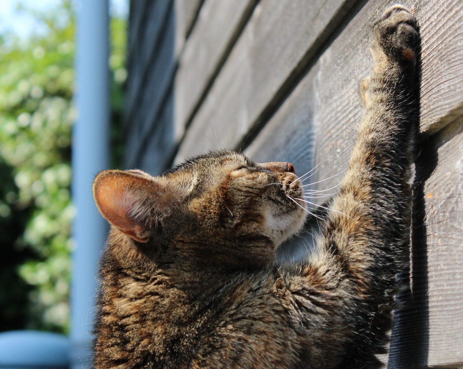 Учёные выяснили, почему кошки царапают мебель — от некоторых причин можно избавиться