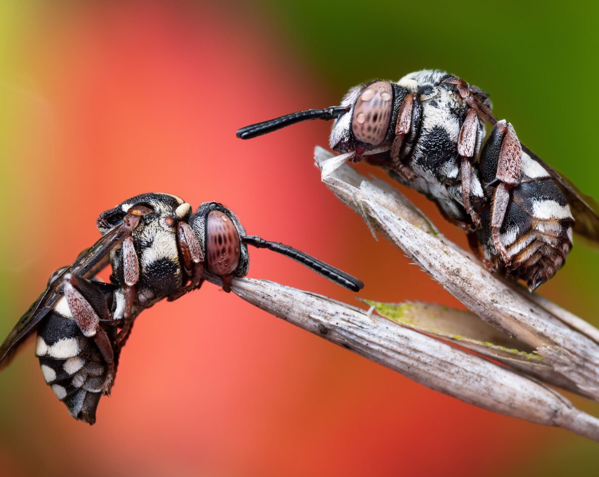 Спящие пчёлы-кукушки и улыбка осы-землекопа: на Royal Entomological Society выбрали лучшие фото насекомых