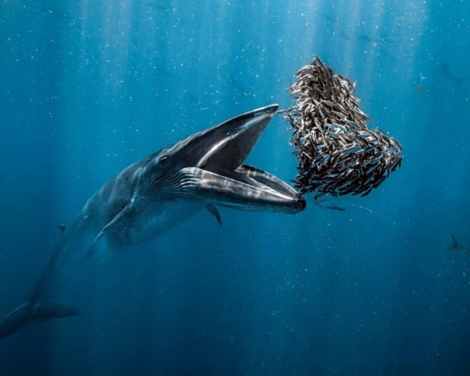 Тайны подводной жизни: 14 лучших фото Ocean Photographer of the Year 2024